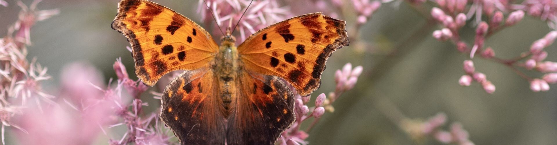 borboleta transforma constança healthy living